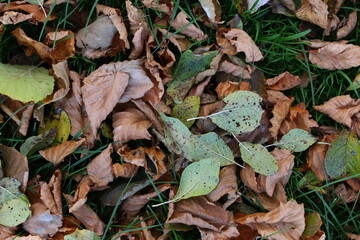 autumn leaves in the forest