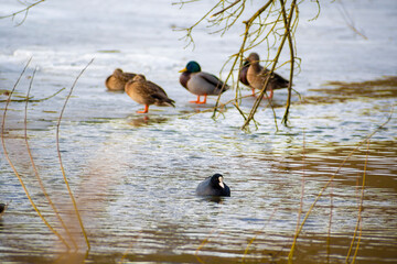 Different species of water birds in a river. Cold water in winter. Male and female wild ducks, single European toot swimming. Selective focus on the waves, blurred background.