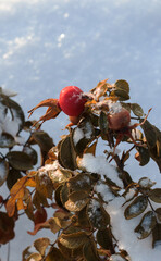 Red berries and green leaves of rose hips are covered with large snowflakes on a sunny winter day. Snow background. Bokeh.