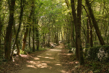 Path in the green autumn forest at Olot, La Garrotxa, Spain
