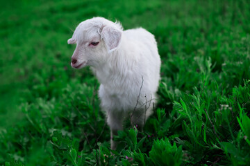 Fototapeta premium Portrait of white young lamb . Cute pet on the grass . Young domestic animal on the green meadow