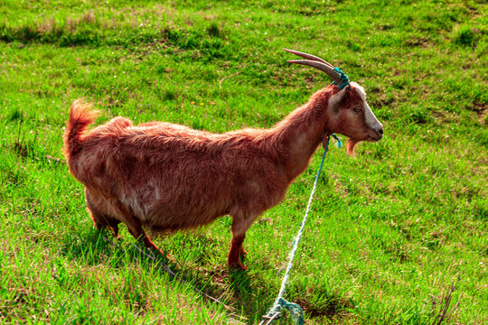 Domestic goat on the meadow . Farm animal on a rope