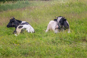 cows lying in the meadow