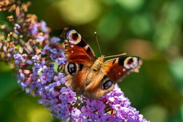 Summer butterfly feeding on lilac flowers inflorescence, feeding on yellow-orange buddleia antennae also known as lepidoptera. .