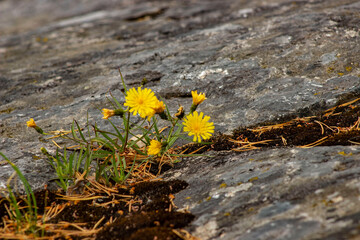 yellow dandelion flowers sprouting through the stone by the lake