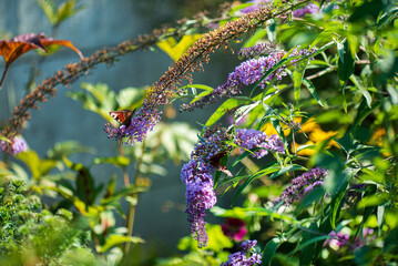 Summer butterfly feeding on lilac flowers inflorescence, feeding on yellow-orange buddleia antennae also known as lepidoptera. .