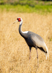 White-naped Crane (Antigone vipio) in Arasaki, Japan