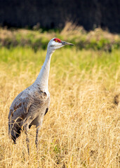 White-naped Crane (Antigone vipio) in Arasaki, Japan