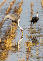 White-naped Crane (Antigone vipio) in Arasaki, Japan
