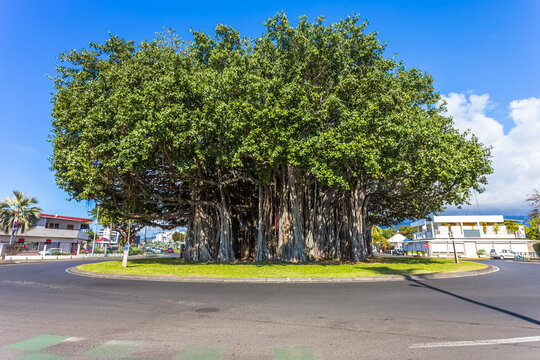 Banian g&eacute;ant, rond-point de la Glaci&egrave;re, le Port, &icirc;le de La R&eacute;union 