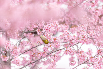 Cherry Blossom at spring in Japan