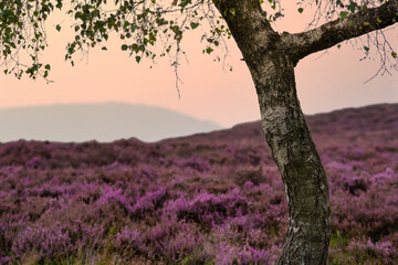 Gorgeous landscape image of late Summer vibrant heather at Surprise View in Peak District National Park in England with selective focus taechnigque
