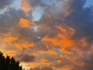 the top of the tree against the background of the evening sky