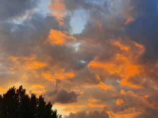 the top of the tree against the background of the evening sky