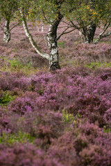 Fototapeta premium Gorgeous landscape image of late Summer vibrant heather at Surprise View in Peak District National Park in England with selective focus taechnigque