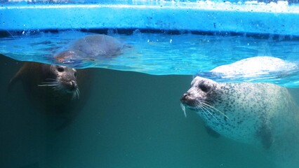 人気者のゴマフアザラシ © kat334