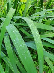 капли росы на длинных зеленых листьях