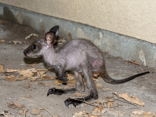 Red-necked wallaby baby is on the ground © belizar