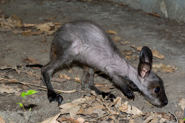 Red-necked wallaby baby is on the ground © belizar