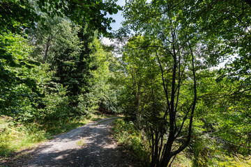 Fototapeta na wymiar Footpath in a forest in the autumn