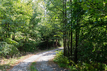 Footpath in a forest in the autumn