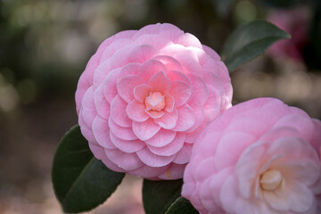 Camellia at early spring in Japan