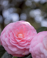 Camellia at early spring in Japan