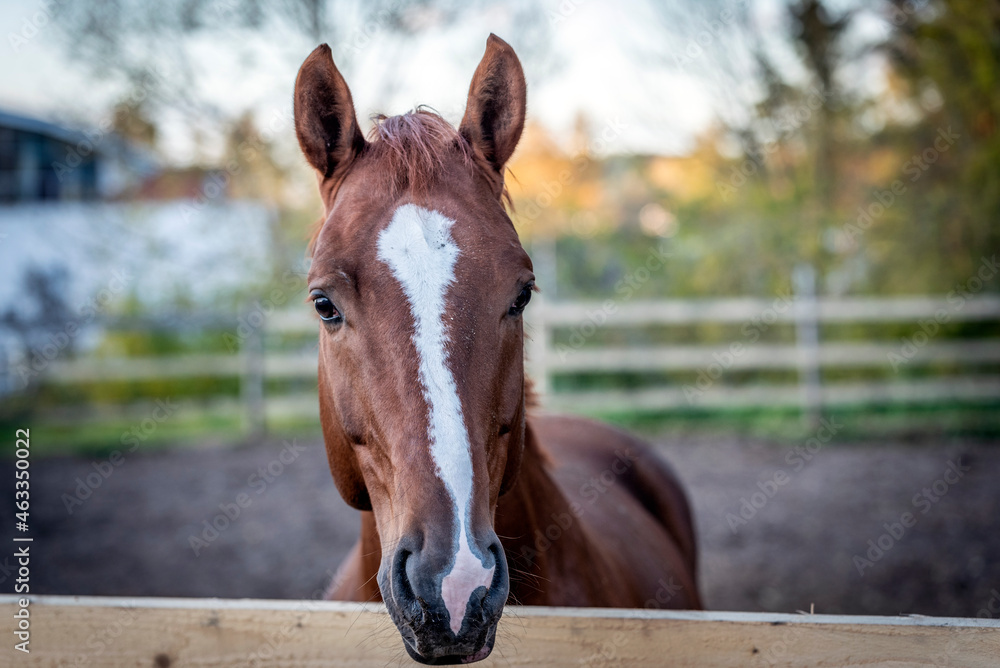 Poster portrait of a brown horse