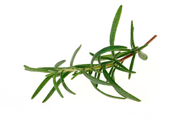 Fototapeta premium Rosemary isolated on a white background
