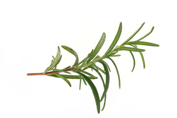 Rosemary isolated on a white background