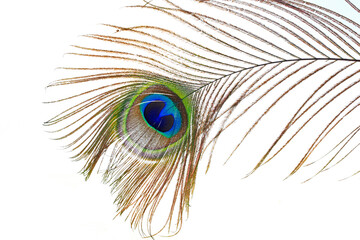 The peacock's feathers, close-up shot