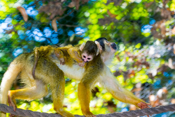 Black-capped squirrel monkey mother and baby in summer