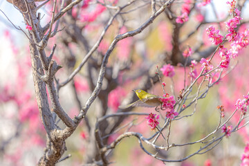 Plum and Warbling white-eye at early spring in Japan