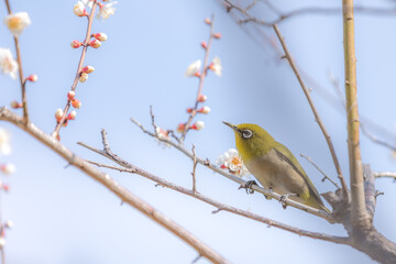 Plum and Warbling white-eye at early spring in Japan