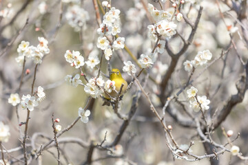 Plum and Warbling white-eye at early spring in Japan
