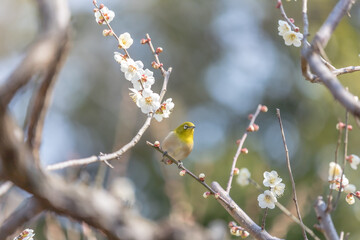 Plum and Warbling white-eye at early spring in Japan