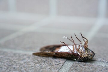 一生を終えたセミ