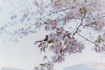 いい枝ぶりの桜