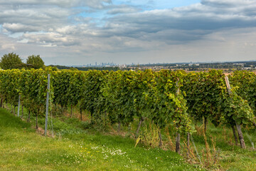 Fototapeta na wymiar View from the Floersheimer viewpoint on Frankfurt and the Rhein Main plain, Germany