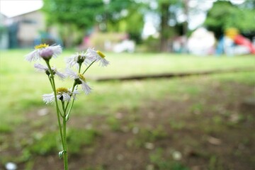 公園に咲く白いヒナギク