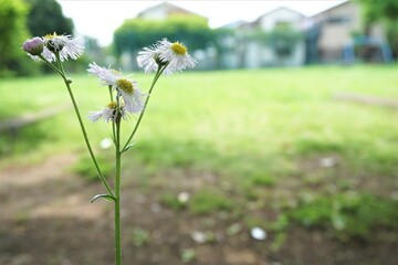 公園に咲く白いヒナギク