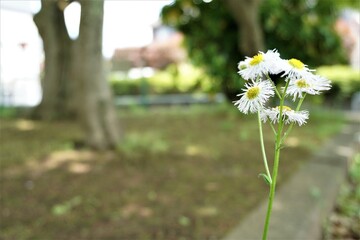 公園に咲く白いヒナギク