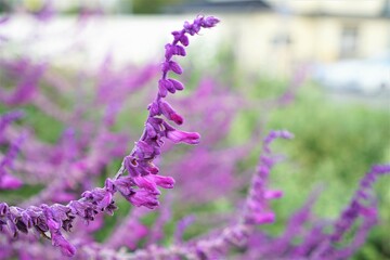 アメジストセージの群生