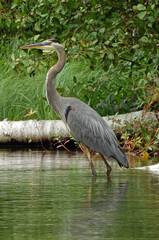  a great blue heron standing in the lower platte river in the fall during a canoe trip near honor, in the upper peninsula of michigan  