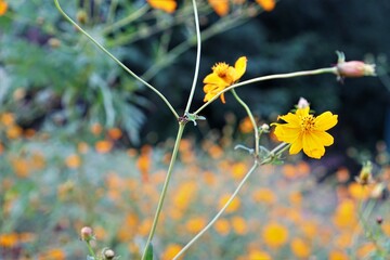 キバナコスモス群生