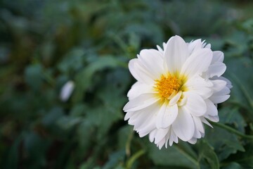 朝露に輝く白いデイジー