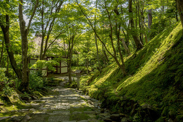 Obraz premium Fresh Green at early summer in Kyoto,Japan