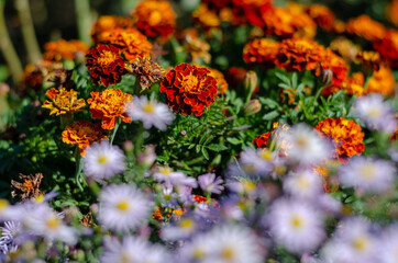 Tagetes and alpine asters in a flower bed. Orange and blue decor