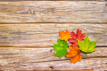 Naklejka na ściany i meble Autumn leaves of red, yellow and green maple on a wooden background. With copy space