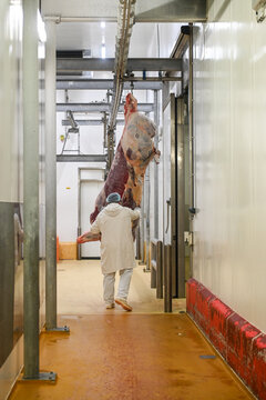 abattoirs  viande animaux bovin travail emploi abattage boucherie decoupe alimentation halal